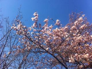 sakura2012.JPG