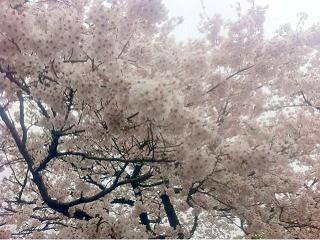 sakura20120407.JPG