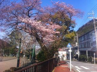 sakura2012zentai.JPG