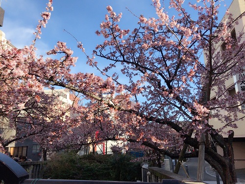 あたみ桜糸川桜祭り１.jpg