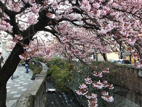 あたみ桜糸川桜祭り2d.jpg