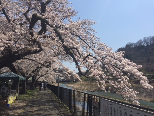 宮城野の桜(2017年4月14日).jpg
