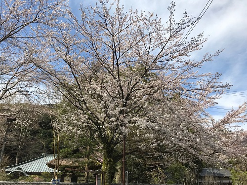 早雲寺の桜.jpeg