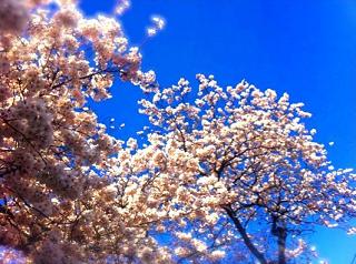 20110404sakura.jpg