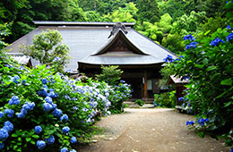 阿弥陀寺のあじさい