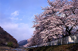 宮城野早川堤の桜