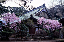 早雲寺の桜