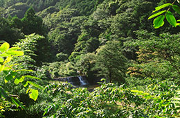 須雲川の景観