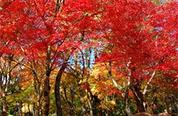 蓬莱園（ほうらいえん）