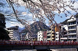 湯本河川敷の桜