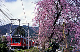 大平台の枝垂れ桜